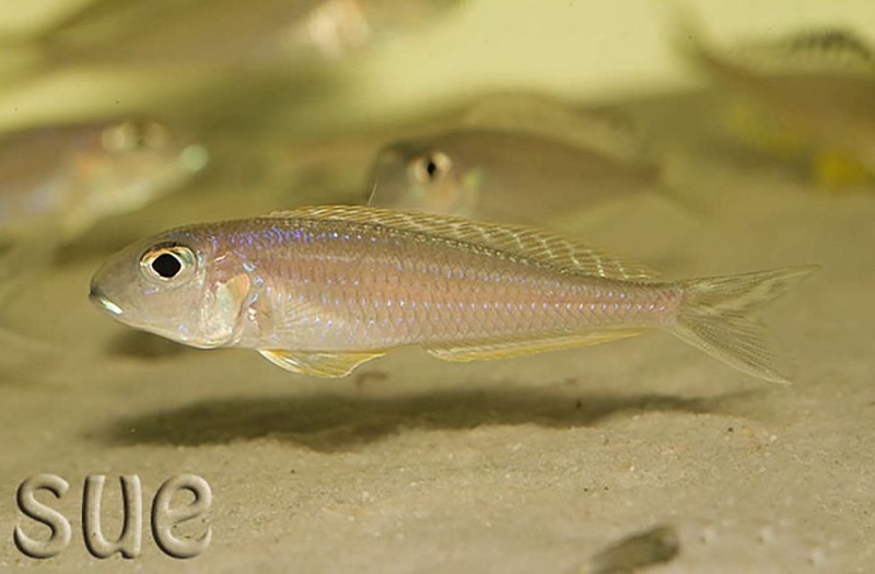 Xenotilapia bathyphilus 'Mtoto'